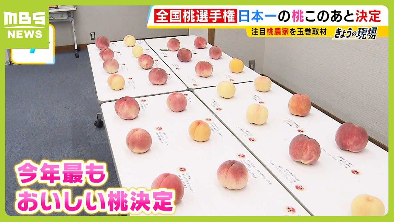 日本一おいしい桃を決める全国桃選手権！野菜ソムリエたちが審査　４６品種から選ばれた最高金賞は…　（2024年7月24日）