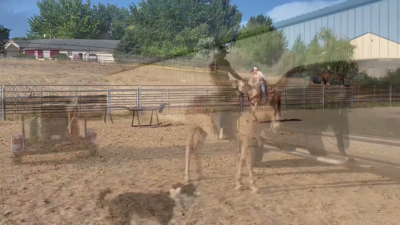Titus the Mule for Sale