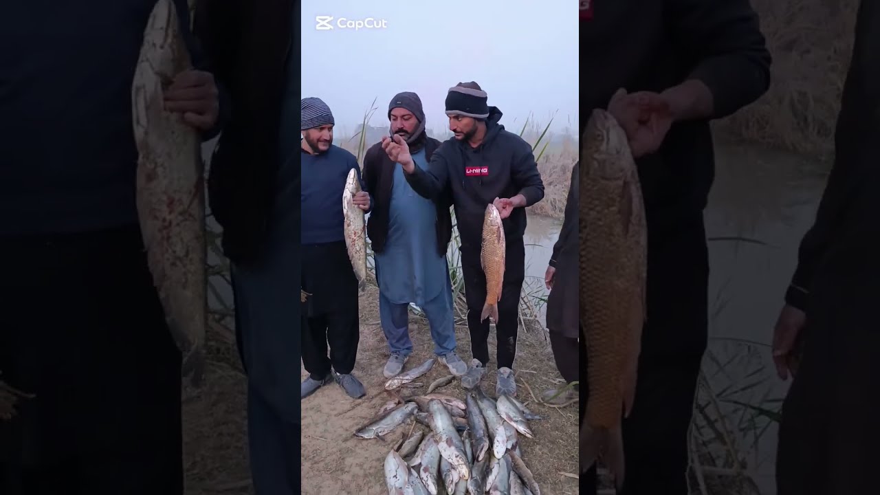 Net Fishing Video Cat fish Catch And Carp Fish Catching bast fishing,