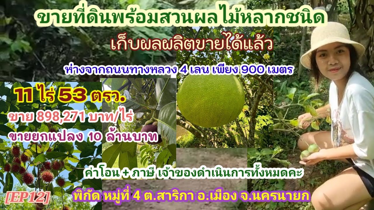 [EP12]ขายที่ดินสวนผลไม้ผสมพร้อมเก็บผลผลิต 11ไร่53ตรว. ต.สาริกา อ.เมือง จ.นครนายกห่างถนน4 เลน900เมตร