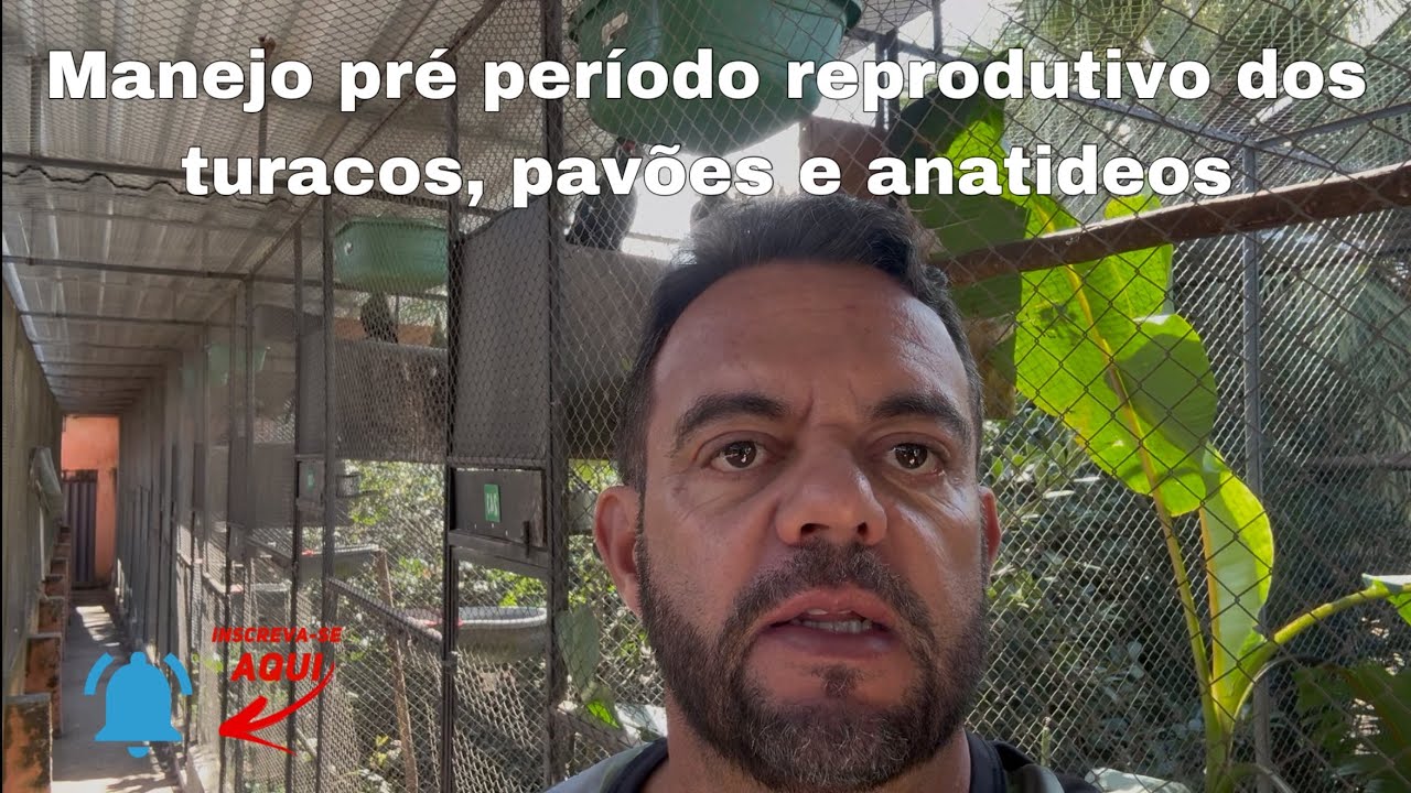 Manejo pré período reprodutivo dos turacos, pavões e anatídeos como ter sucesso.