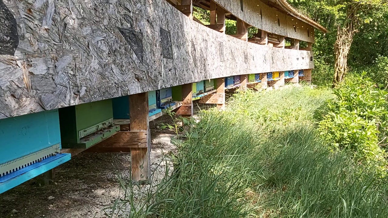 Visite au rucher de montagne