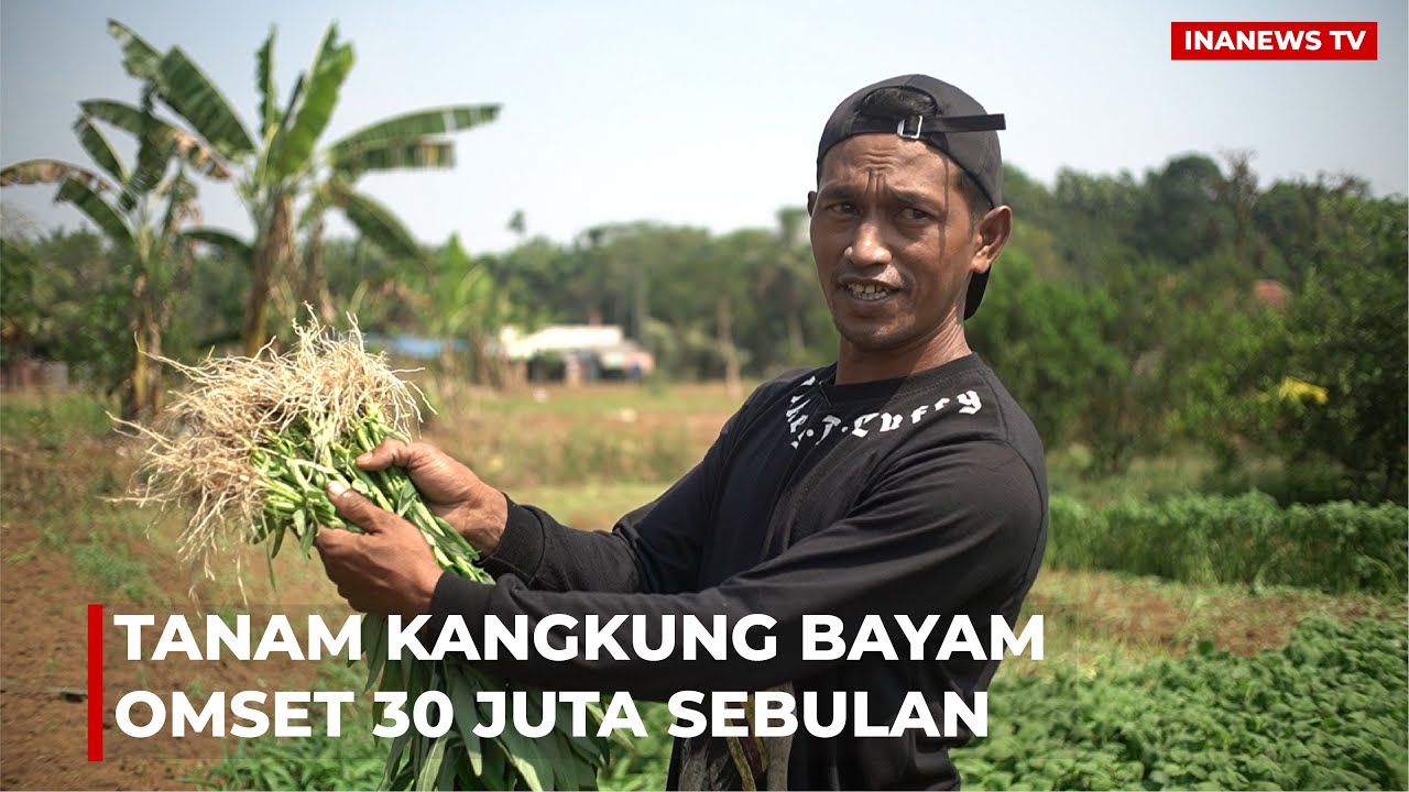 Penghasilan Petani Kangkung Rp 30 juta perbulan, Gaji Level Manager