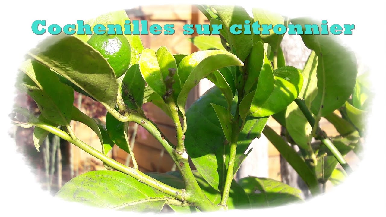 Cochenilles sur citronnier - Monjardindansleslandes