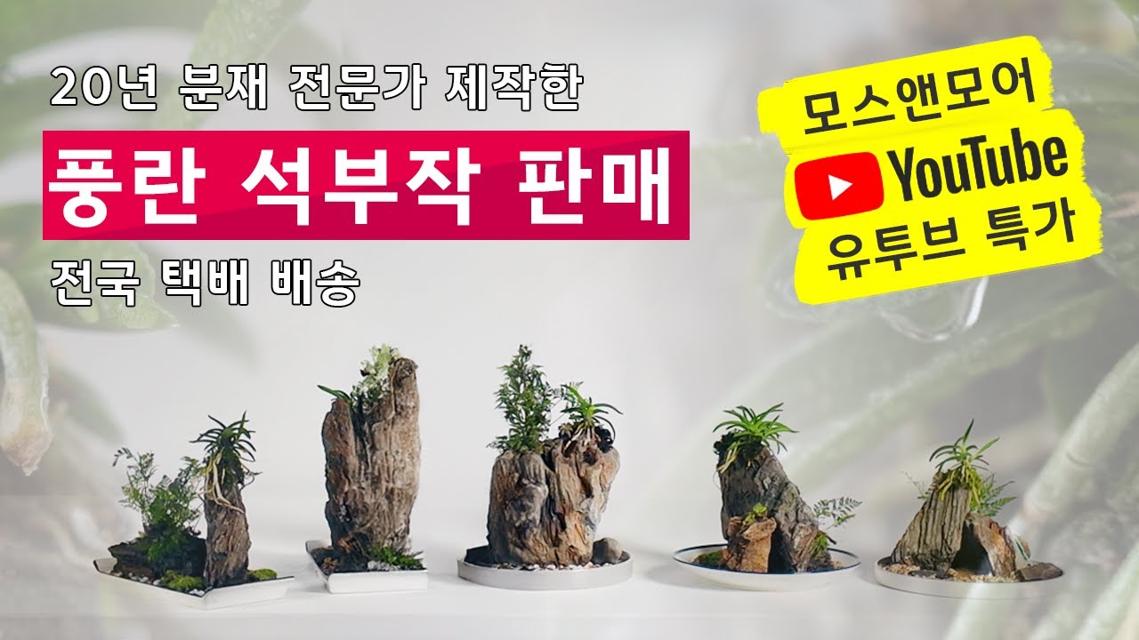 풍란 석부작 분재 4점 소개｜전국 택배 + 6개월 환불 보장