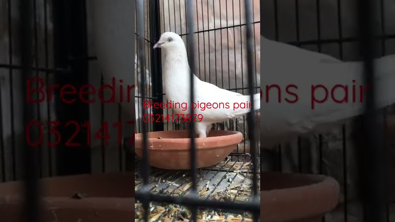 Pigeons pairs #breedingpigeons #pigeons #bestpigeons
