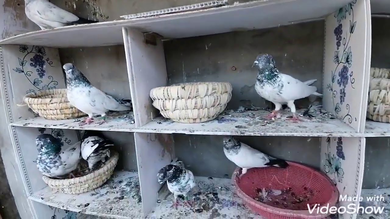 تور بزرك مال مطيار وخانات زق.... وضاعن زوح قجم