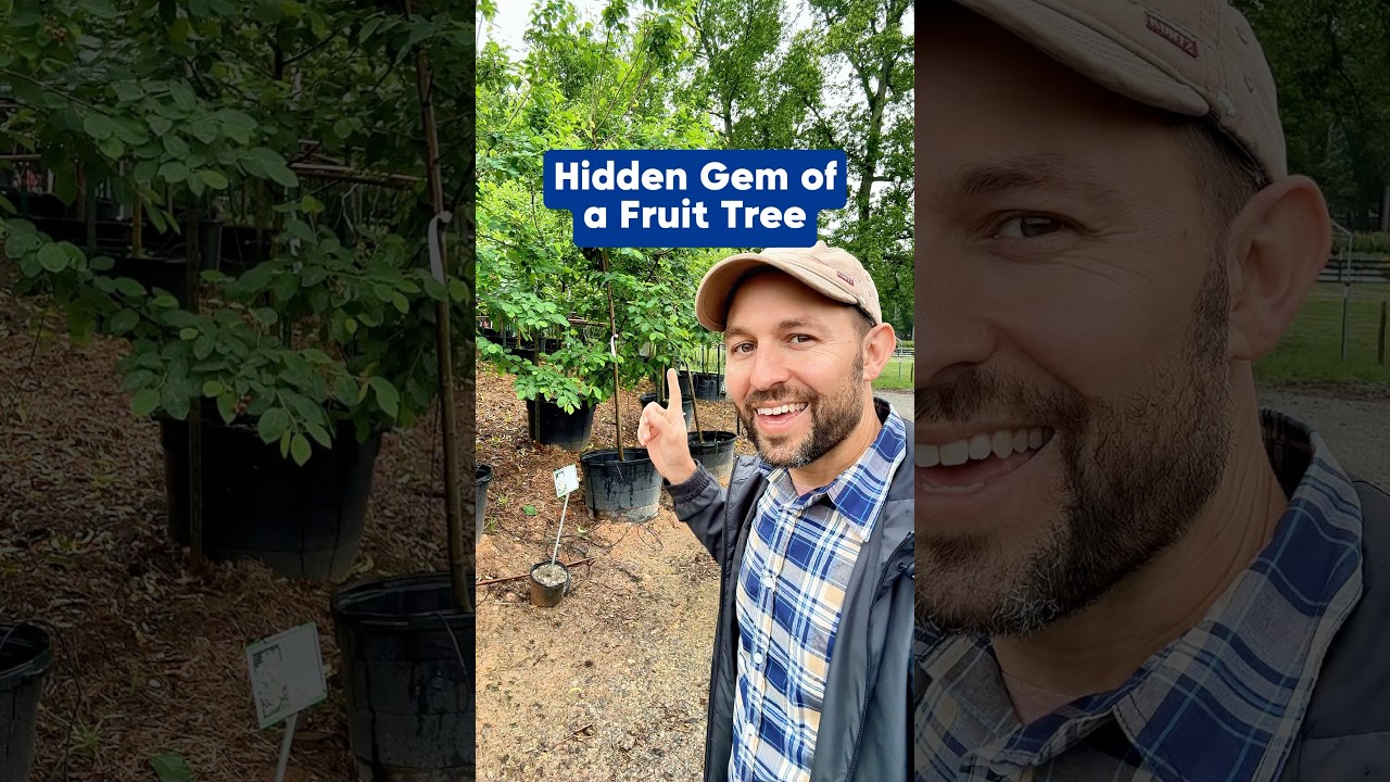 Hidden Gem of a Fruit Tree ￼#FruitTrees #Shorts #Gardening #GrowYourOwnFood #Orchard #NativePlants ￼