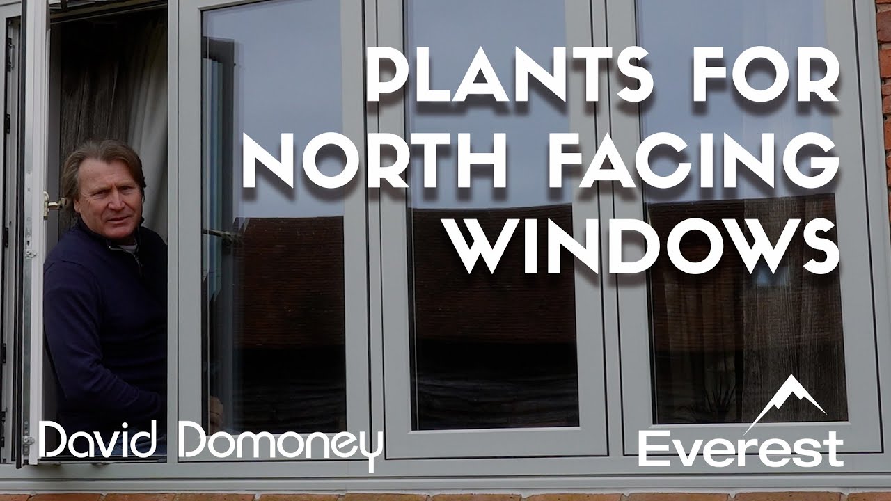 What Plants Are Good For North-Facing Windows