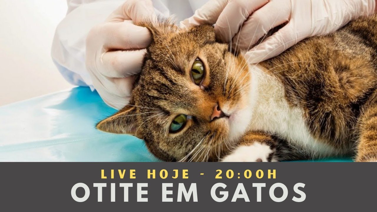 Otite em Gatos | Dra Paty Bastos