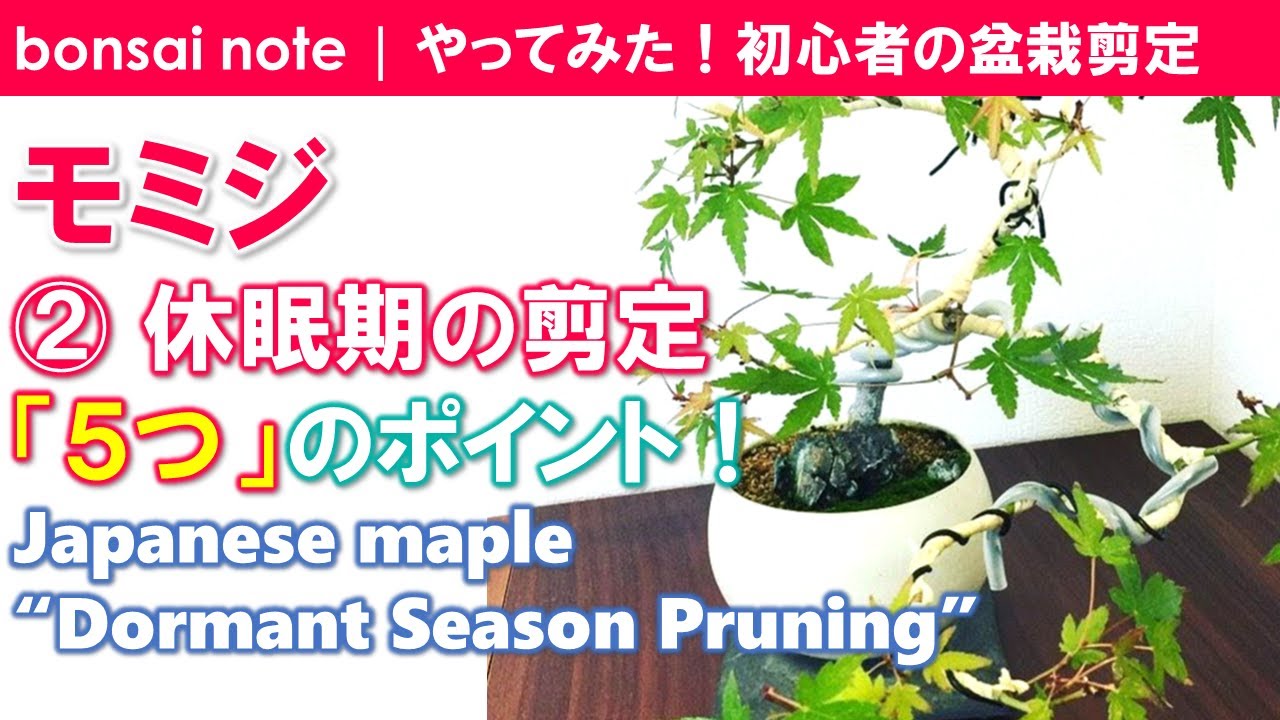 モミジ盆栽②休眠期の剪定5つのポイント｜Japanese maple “Dormant Season Pruning”／bonsai