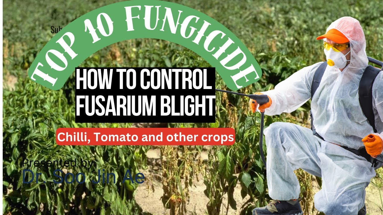 Effective Synthetic Fungicides list  for Managing Fusarium Blight wilt in Chili, tomato and other