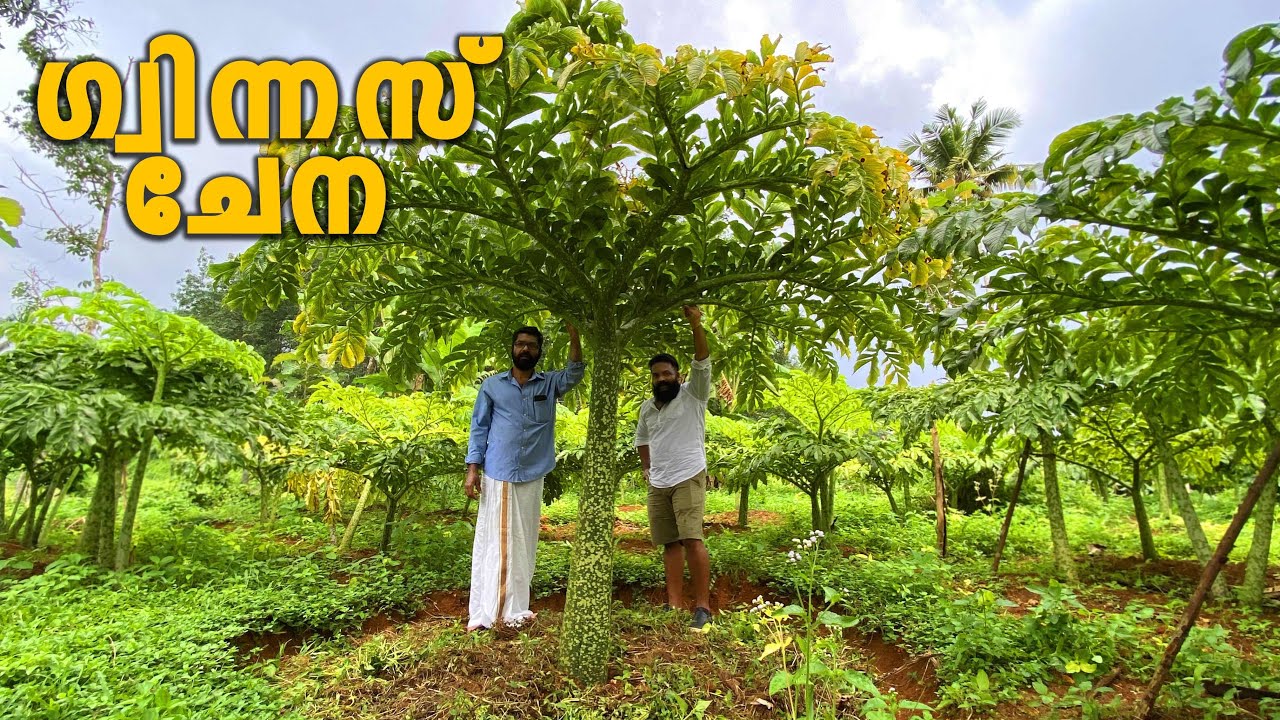 ലോകത്തിലെ ഏറ്റവും വലിയ ചേന | BIGGEST ELEPHANT FOOT YAM | CAMP SETTERS KERALA
