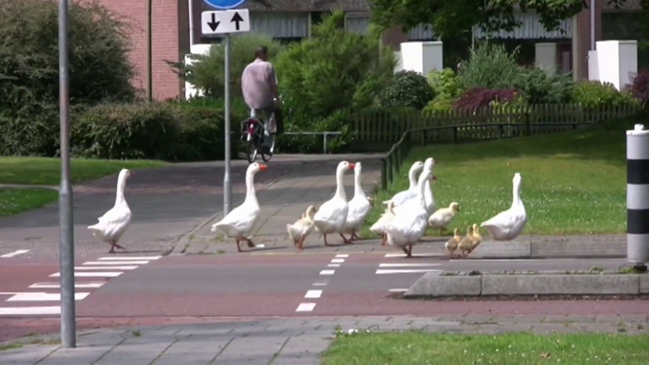 de witte ganzen in Barneveld