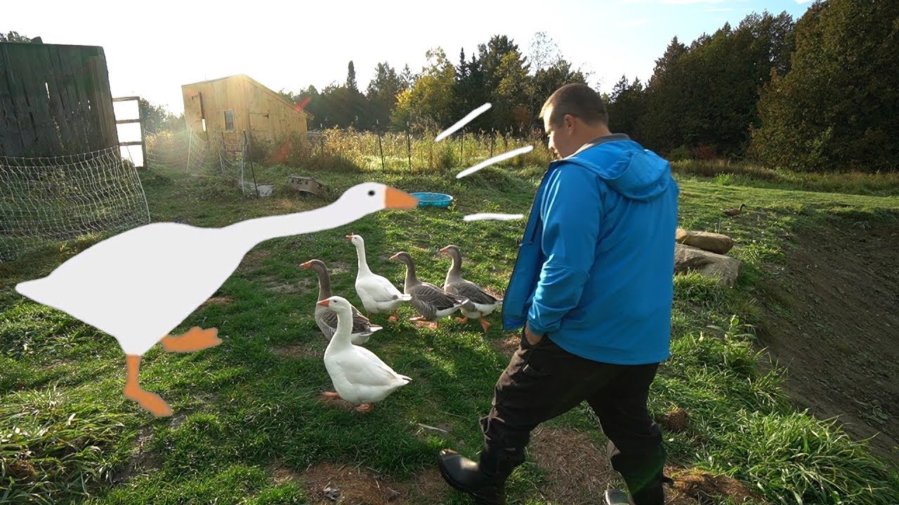 My Life is an Untitled Goose Game | Life on a Real Goose Farm