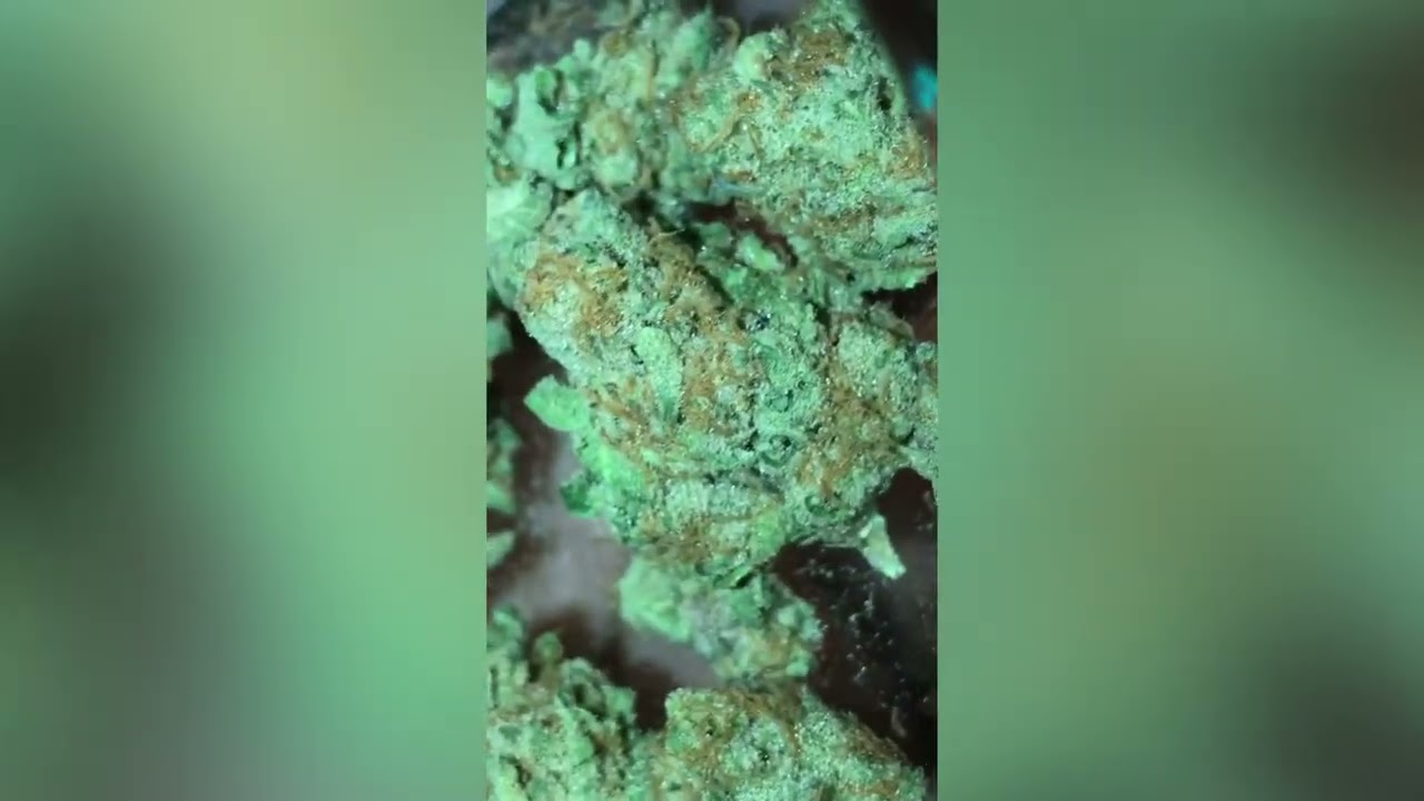 Platinum Garlic OG Strain Review ( Smk Brk 420 )