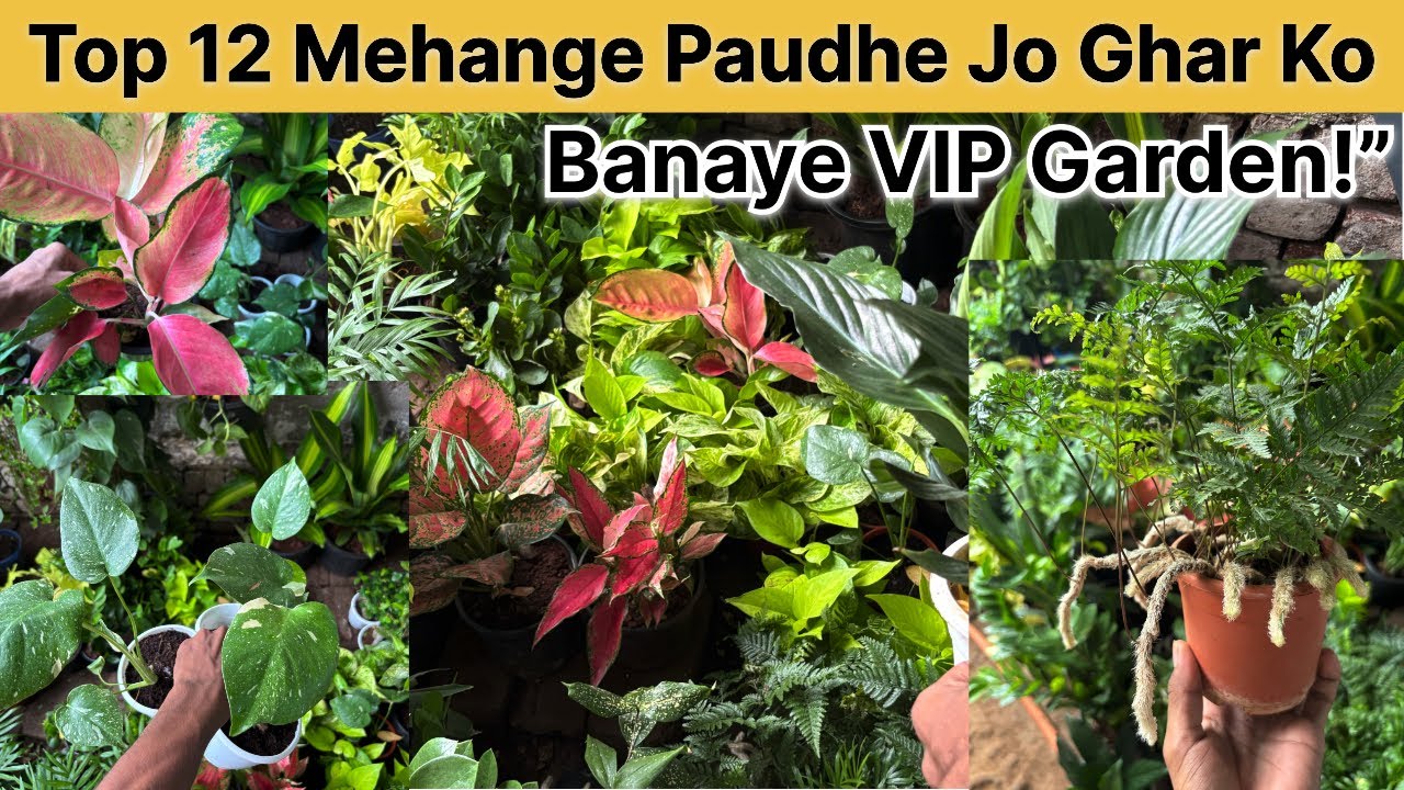 12 स्पेशल प्लांट।जो आपके गार्डन को खूबसूरत बना।देंगे? indaur plaant.best!😍🔥✅