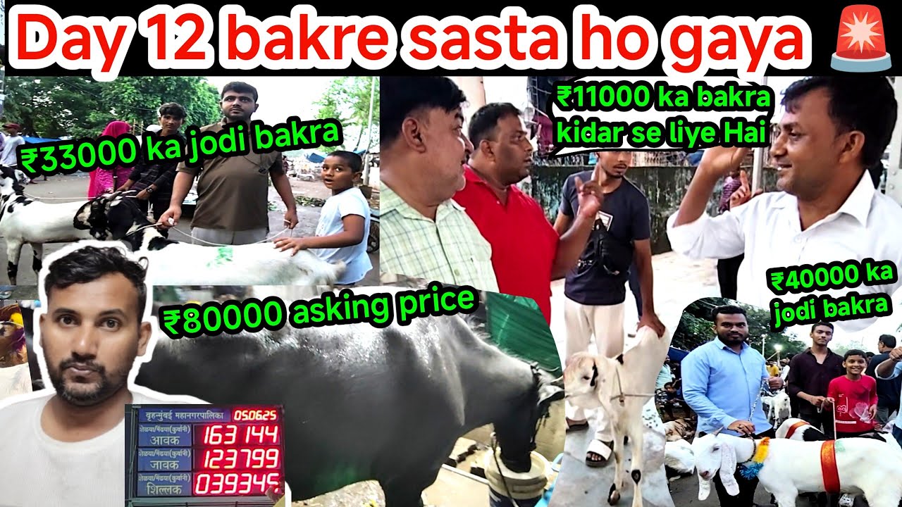 Day 12 Bakra sasta ho gaya 🚨 || Deonra Bakra Mandi