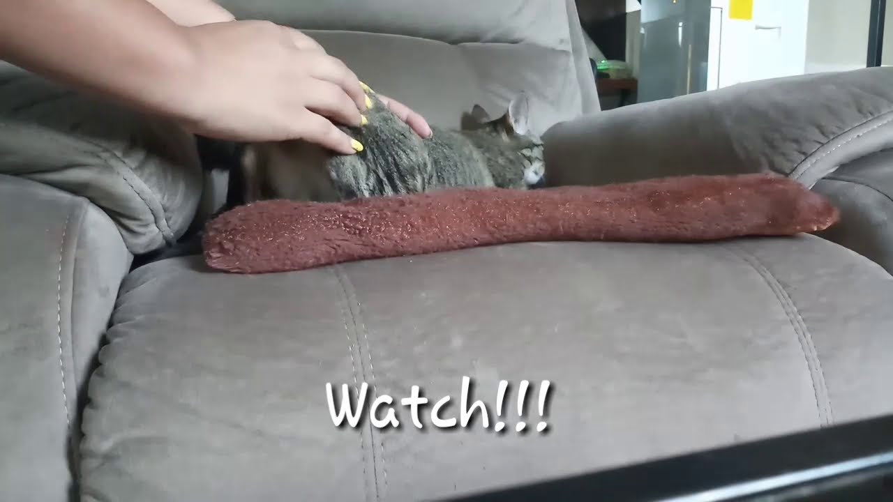 Acupressure Female Cat in heat- Dealing Cat In Heat!