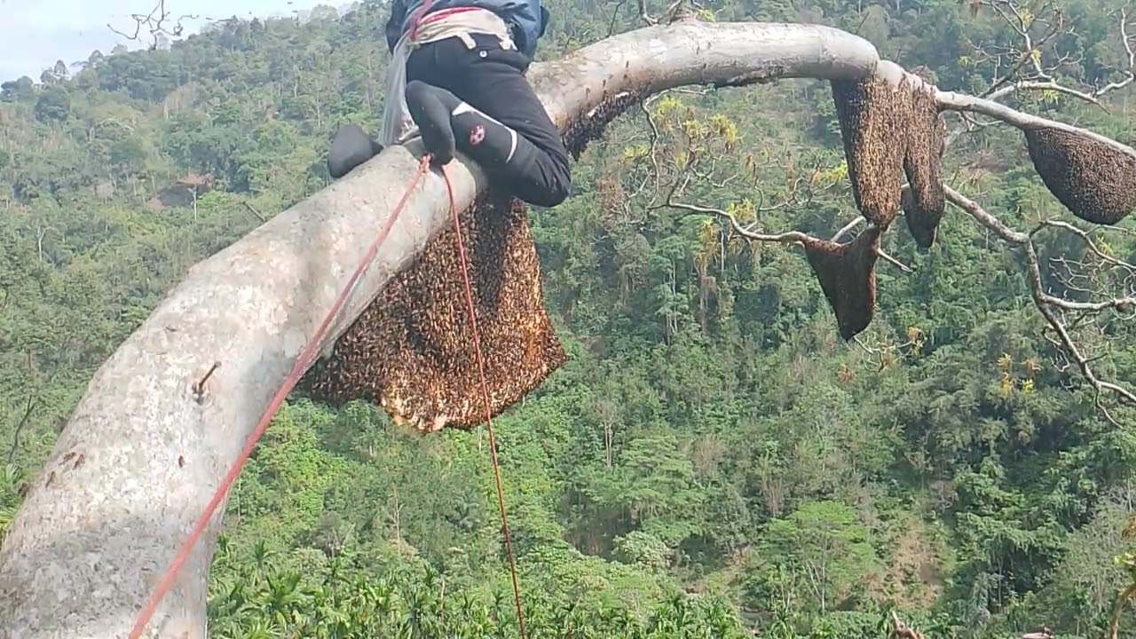 semua orang pasti ingin panen sarang lebah madu Sialang yang berjajar dan berkelompok