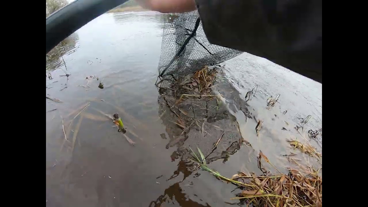 Stor Laks i Gudenåen. (Big Atlantic Salmon)