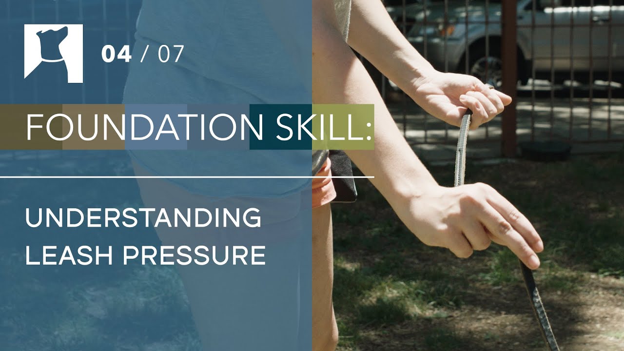 Leash Training Basics: Prevent Reactivity & Frustration with Leash Pressure Cues (4/7)