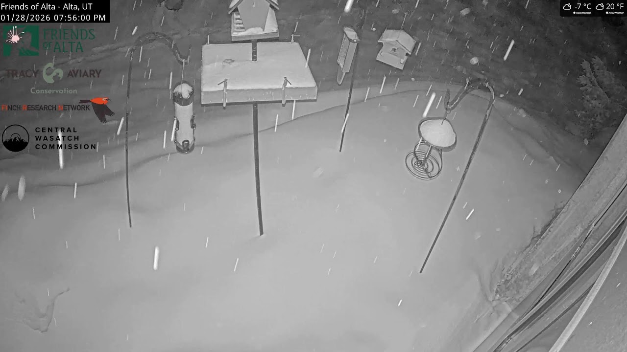 2026-01-28 - Day - Friends of Alta - Alta, UT - Live Stream Bird Feeder Cam (FiRN)