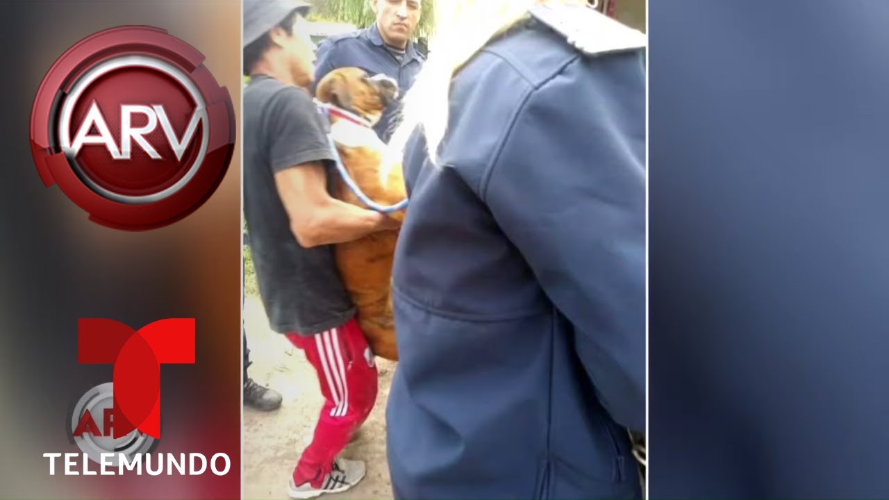 El ejemplar rescate a un perro maltratado | Al Rojo Vivo | Telemundo