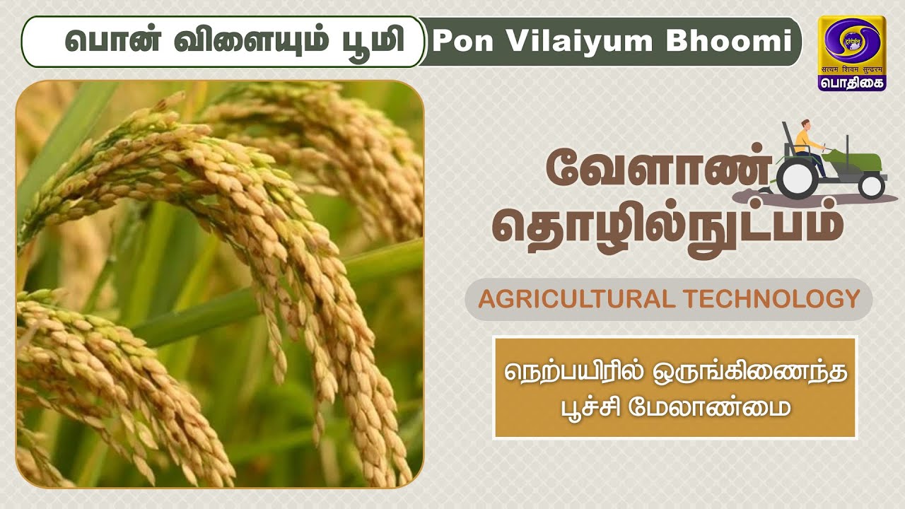 வேளாண் தொழில் நுட்பம் | Integrated Pest Management in Paddy | 16 - 11 - 2021