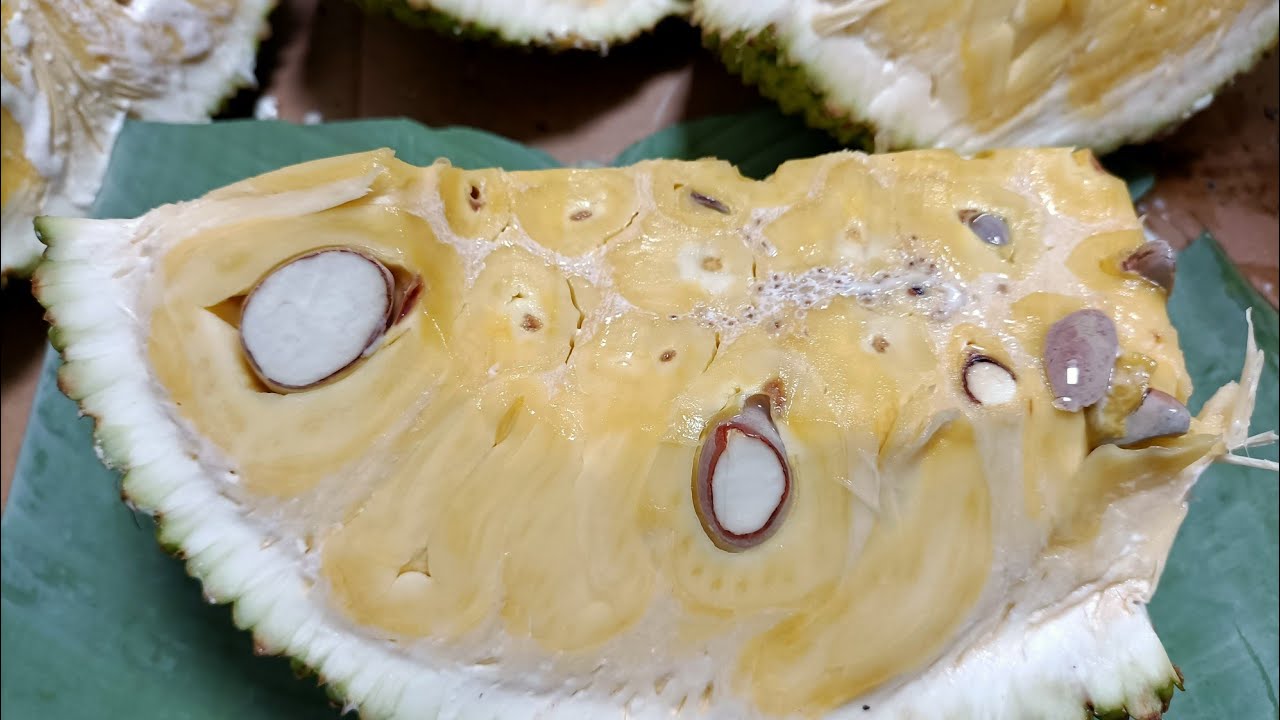 JACKFRUIT MÛRE | FRUIT DU JACQUIER QUE J'AI RÉCOLTER DANS MON JARDIN 🇰🇲 |fruits COMORIEN #Roukianass