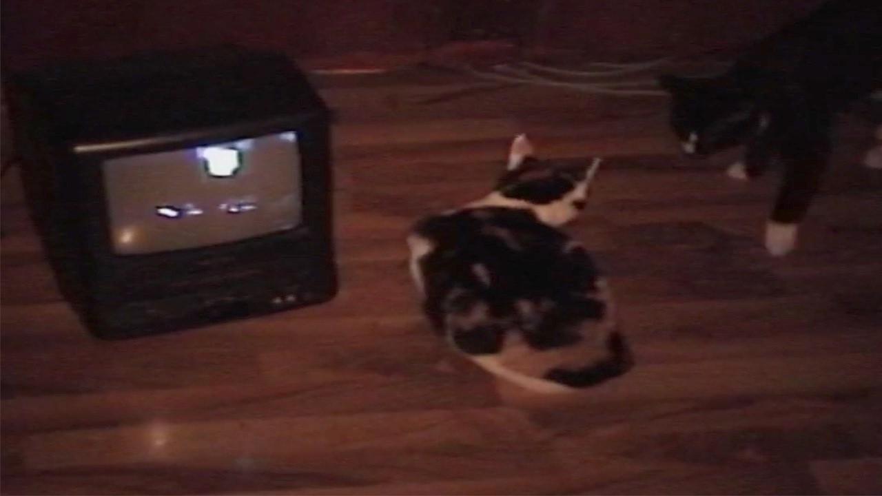 my VHS kittens