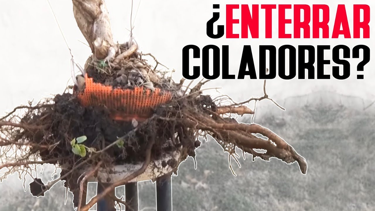 Enterrar coladores - ¿Sí o No?
