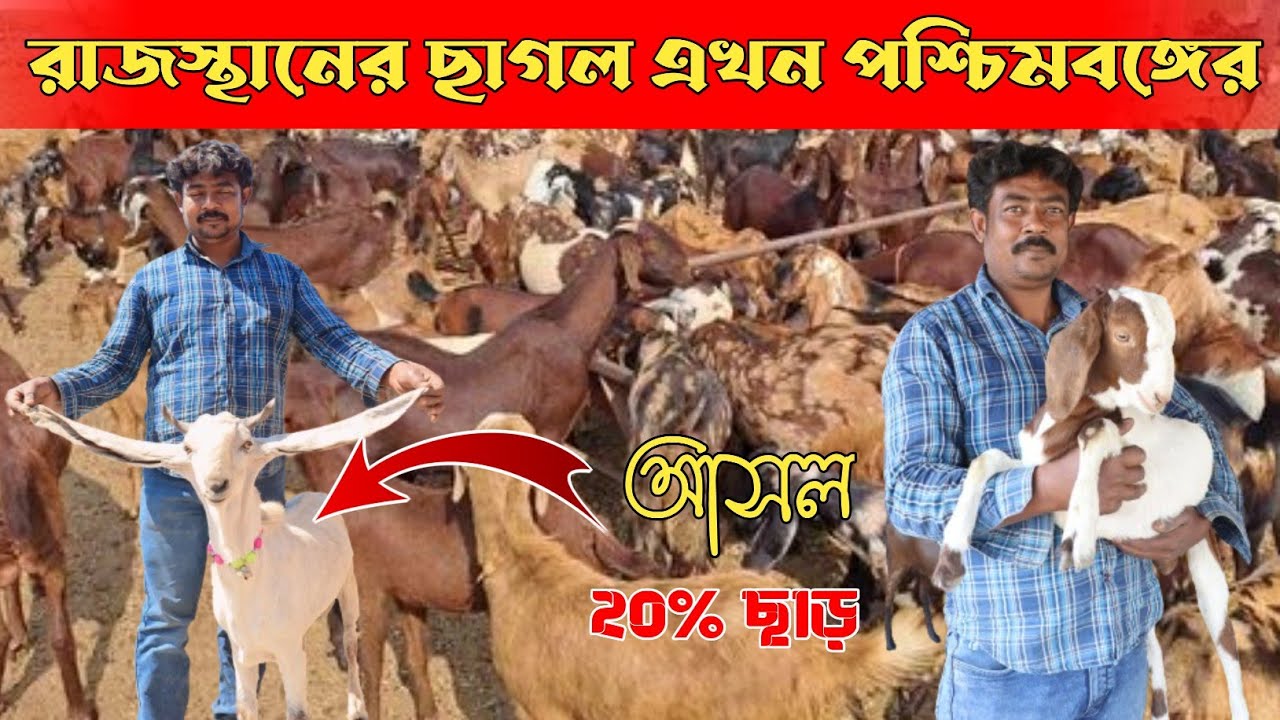 MJH GOAT FARM MURSHIDABAD|| রাজস্থানের ছাগল এখন পশ্চিমবঙ্গের