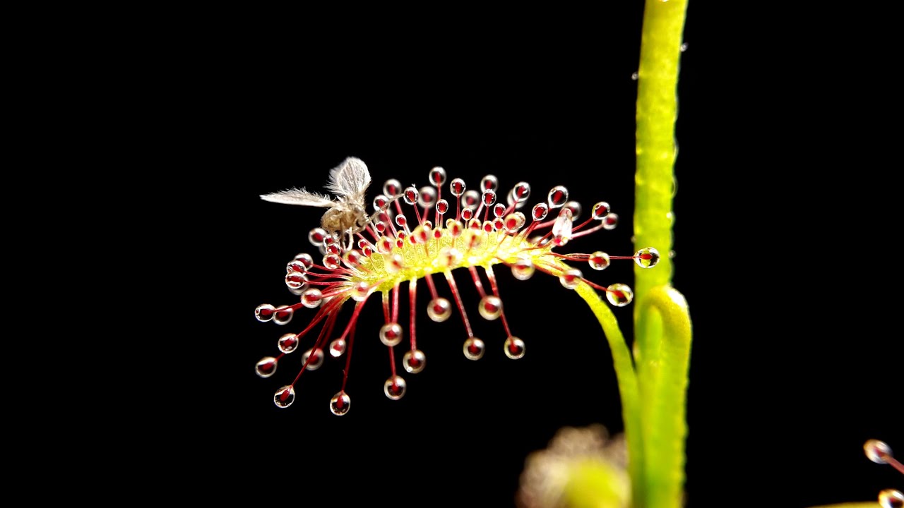 Plants eating insects