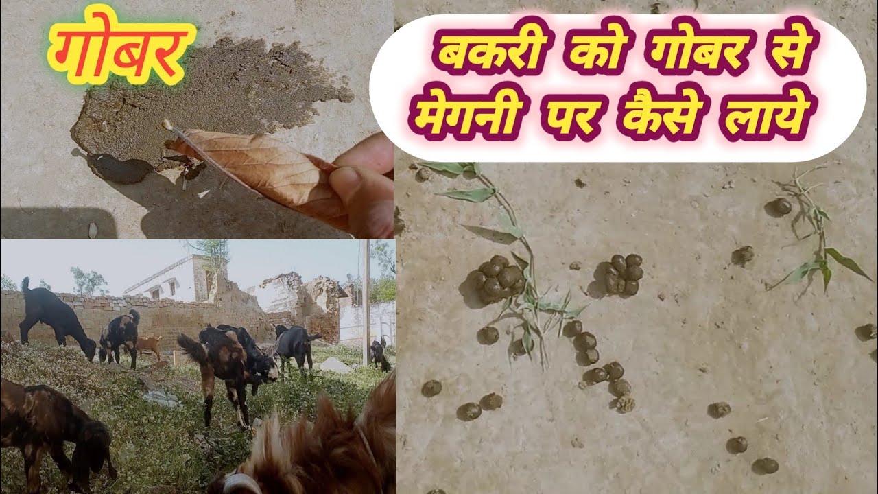 Bakri gobar karti h |bakri ko goabr se megani par laye|#Vimalumrao