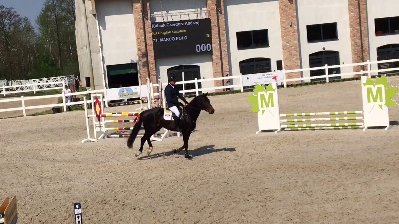 Marco Polo, 5 yr old stallion, holst. (Mylord Carthago/Esteban/Landgraf).
