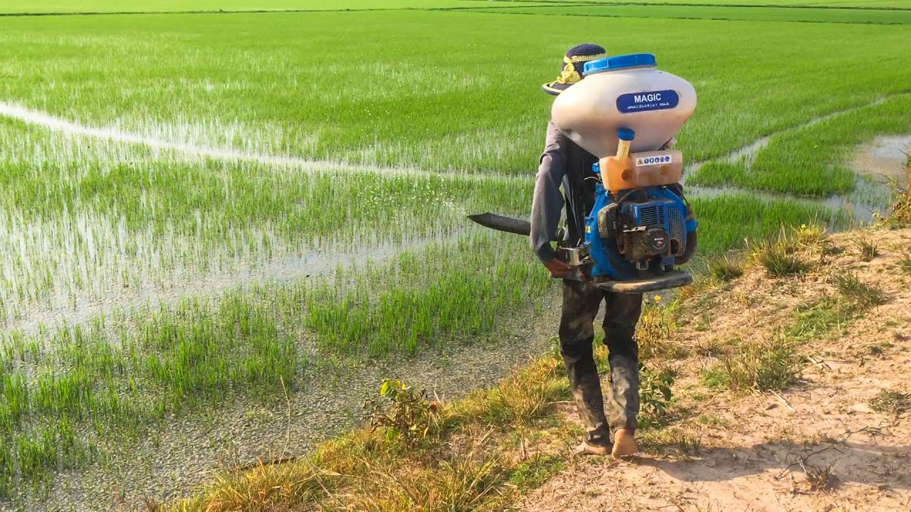 Use Machine For Fertilizer Spreader In My Rice Field