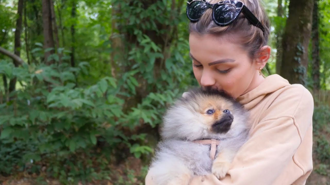 DANS LA VIE D'UN POMERANIAN - #1 - RIO