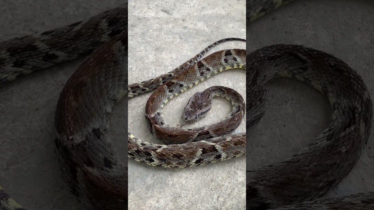A deadly snake in Caura, Trinidad