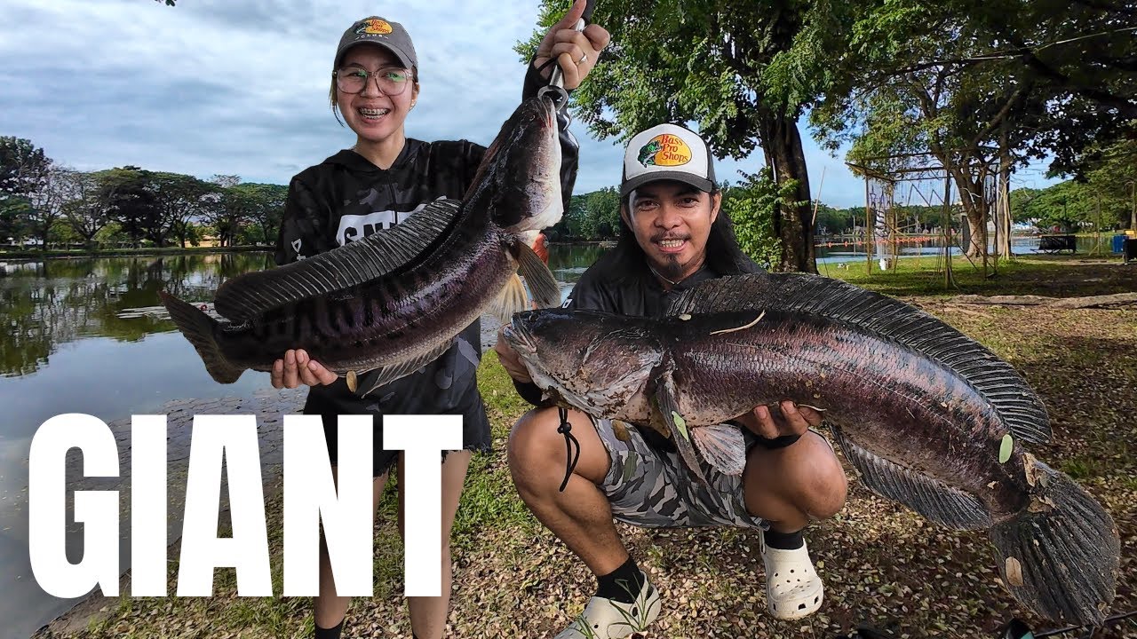 Giant snakehead fishing using LIVE BAIT Lakeshore Pampanga | Y5E27