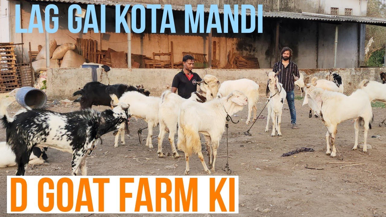 D Goat Farm Ki Kota Mandi Palo Ya Qurbani Karo Ek Se Ek Jabardast Kote Bhiwandi Mahapoli