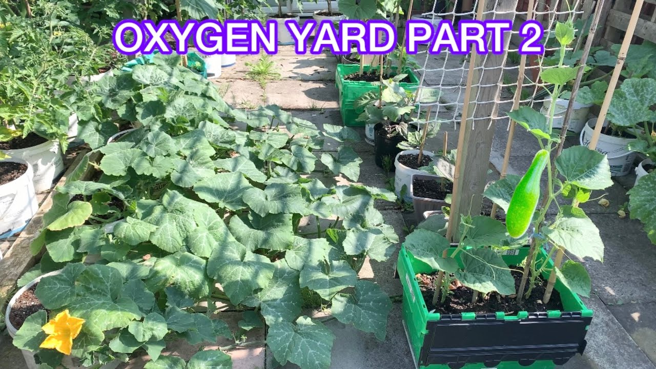 Full Garden Tour Of Bangla Lau Hyacinth Beans AndMany More Bangladeshi Vegetables SHOKHER BAGAN 2024