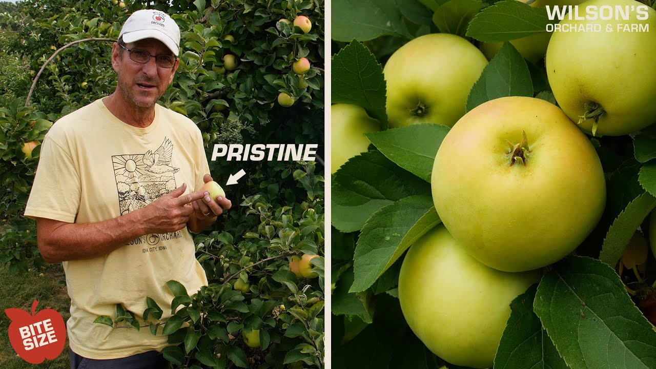 Pristine Apples | Bite Size