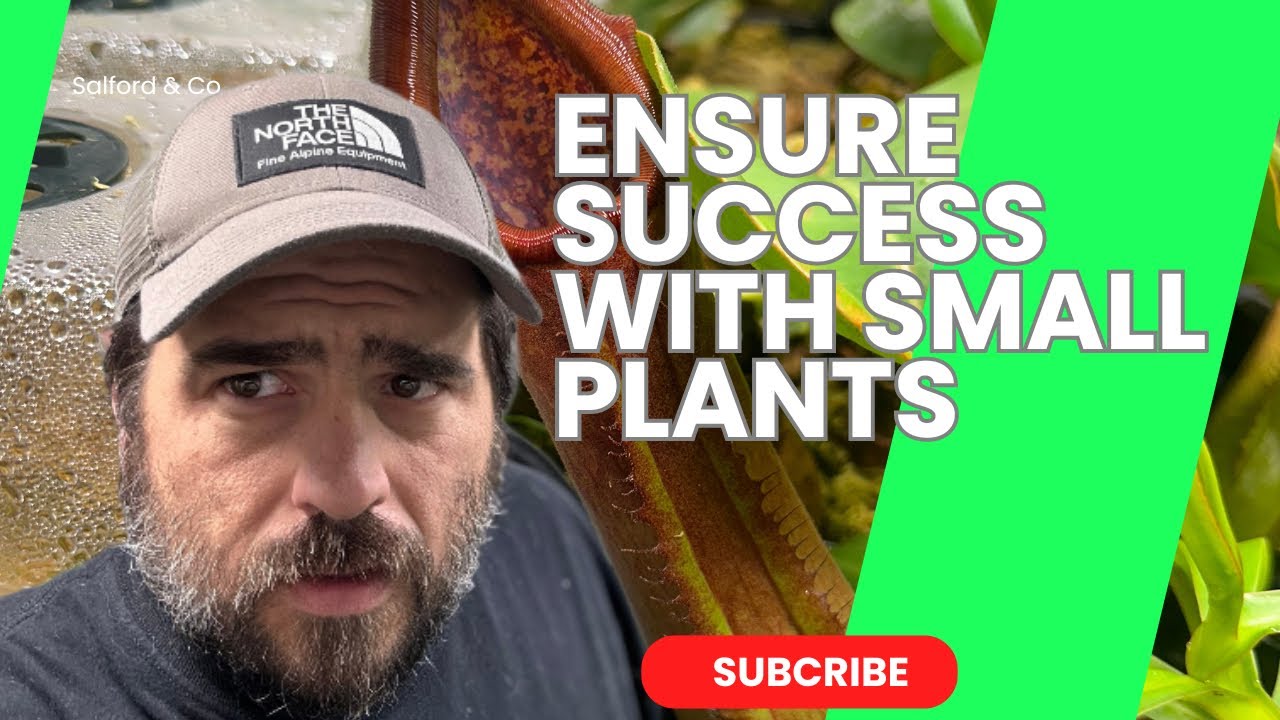 How To Take Care Of Your New Small Pitcher Plant!