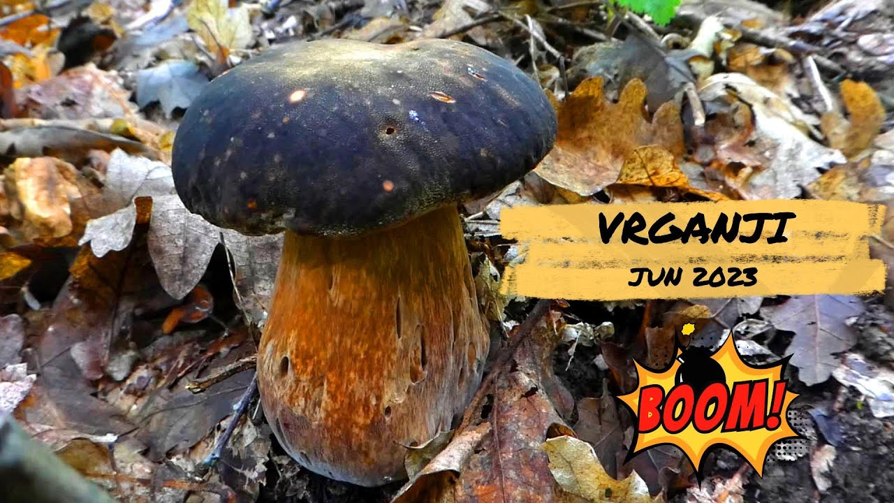 Uzbudljiva potraga za vrganjima -  Boletus aereus