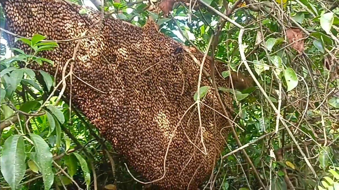 Akhirnya sarang lebah monster kami temukan di spot yg begitu menantang