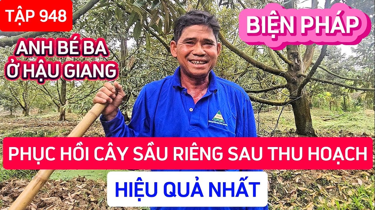 TẬP 948 BIỆN PHÁP PHỤC HỒI CÂY SẦU RIÊNG SAU THU HOẠCH HIỆU QUẢ NHẤT
