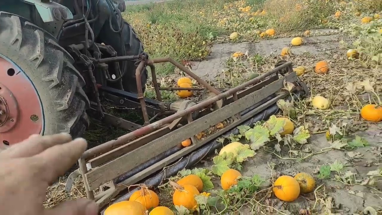 валкування гарбуза. + всяке різне)))