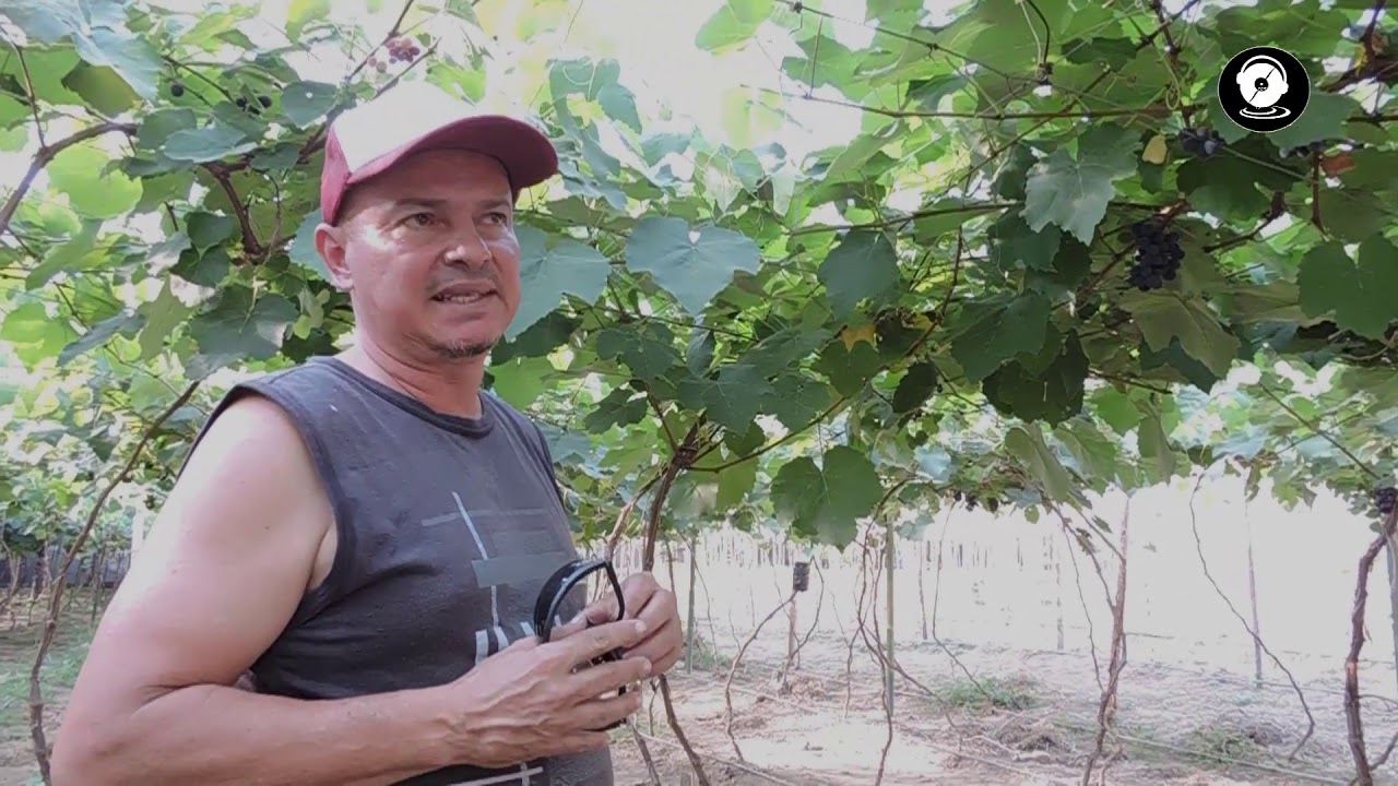 PRIMER CULTIVO DE UVA BAJO INVERNADERO EN MOGOTES - COLOMBIA, AMBIENTAMENTE SUSTENTABLE