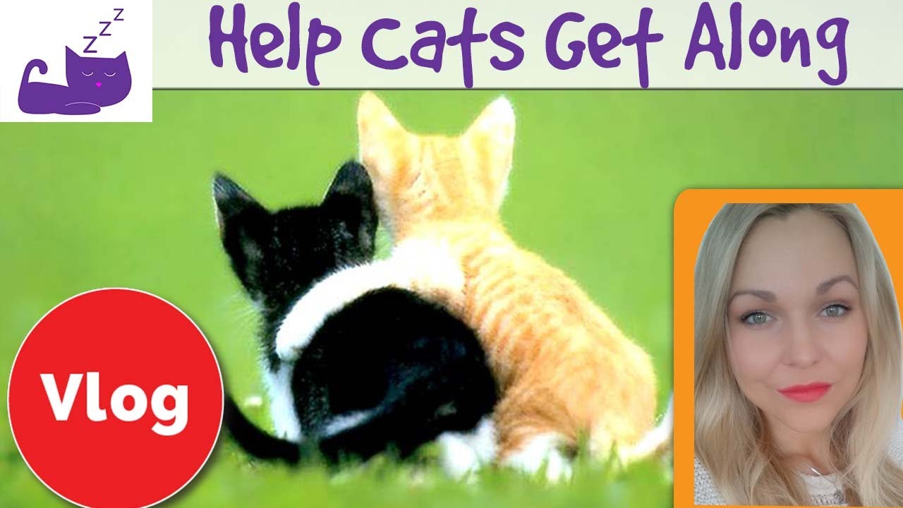 How to help your cats to get along 🐱  Reintroduction technique for cats 🐱